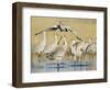 Sandhill Cranes Displaying, Bosque Del Apache National Park, NM, USA-Rolf Nussbaumer-Framed Premium Photographic Print