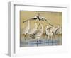 Sandhill Cranes Displaying, Bosque Del Apache National Park, NM, USA-Rolf Nussbaumer-Framed Premium Photographic Print