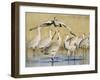 Sandhill Cranes Displaying, Bosque Del Apache National Park, NM, USA-Rolf Nussbaumer-Framed Photographic Print