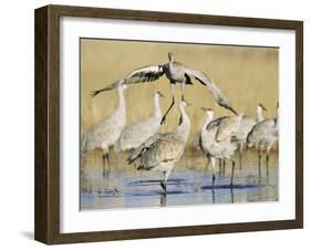 Sandhill Cranes Displaying, Bosque Del Apache National Park, NM, USA-Rolf Nussbaumer-Framed Photographic Print