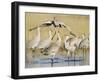 Sandhill Cranes Displaying, Bosque Del Apache National Park, NM, USA-Rolf Nussbaumer-Framed Photographic Print