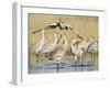 Sandhill Cranes Displaying, Bosque Del Apache National Park, NM, USA-Rolf Nussbaumer-Framed Photographic Print