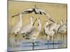 Sandhill Cranes Displaying, Bosque Del Apache National Park, NM, USA-Rolf Nussbaumer-Mounted Photographic Print