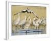 Sandhill Cranes Displaying, Bosque Del Apache National Park, NM, USA-Rolf Nussbaumer-Framed Photographic Print