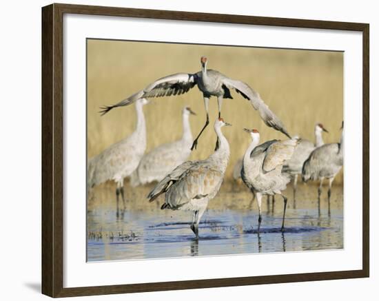 Sandhill Cranes Displaying, Bosque Del Apache National Park, NM, USA-Rolf Nussbaumer-Framed Photographic Print