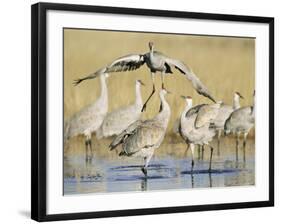 Sandhill Cranes Displaying, Bosque Del Apache National Park, NM, USA-Rolf Nussbaumer-Framed Photographic Print