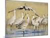 Sandhill Cranes Displaying, Bosque Del Apache National Park, NM, USA-Rolf Nussbaumer-Mounted Photographic Print
