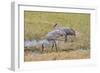 Sandhill Cranes feeding in the marsh, Deland, Florida, USA-Jim Engelbrecht-Framed Photographic Print