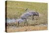 Sandhill Cranes feeding in the marsh, Deland, Florida, USA-Jim Engelbrecht-Stretched Canvas