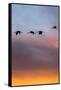 Sandhill Cranes Flying at Sunset, Bosque Del Apache National Wildlife Refuge, New Mexico-Maresa Pryor-Framed Stretched Canvas