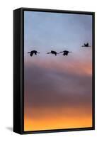 Sandhill Cranes Flying at Sunset, Bosque Del Apache National Wildlife Refuge, New Mexico-Maresa Pryor-Framed Stretched Canvas