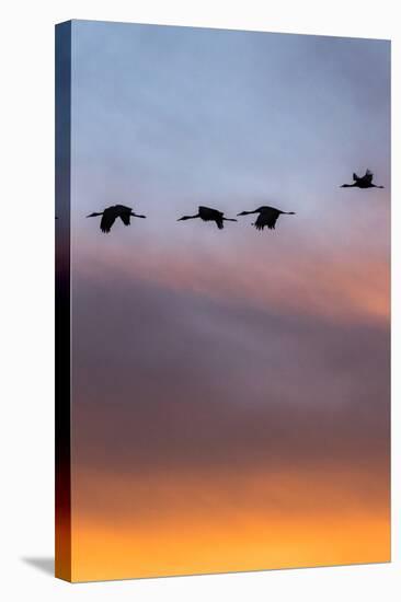 Sandhill Cranes Flying at Sunset, Bosque Del Apache National Wildlife Refuge, New Mexico-Maresa Pryor-Stretched Canvas