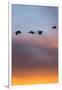 Sandhill Cranes Flying at Sunset, Bosque Del Apache National Wildlife Refuge, New Mexico-Maresa Pryor-Framed Premium Photographic Print