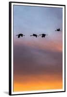 Sandhill Cranes Flying at Sunset, Bosque Del Apache National Wildlife Refuge, New Mexico-Maresa Pryor-Framed Premium Photographic Print