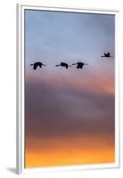 Sandhill Cranes Flying at Sunset, Bosque Del Apache National Wildlife Refuge, New Mexico-Maresa Pryor-Framed Premium Photographic Print