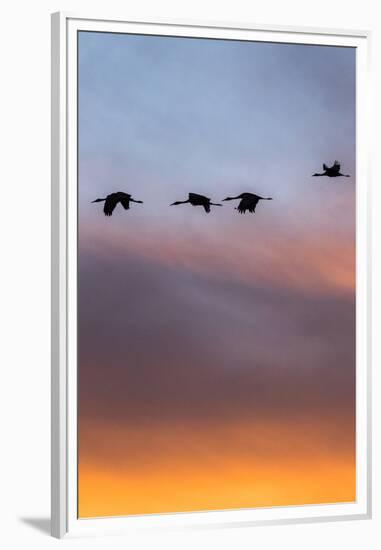 Sandhill Cranes Flying at Sunset, Bosque Del Apache National Wildlife Refuge, New Mexico-Maresa Pryor-Framed Premium Photographic Print