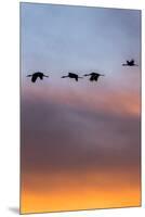 Sandhill Cranes Flying at Sunset, Bosque Del Apache National Wildlife Refuge, New Mexico-Maresa Pryor-Mounted Premium Photographic Print