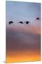 Sandhill Cranes Flying at Sunset, Bosque Del Apache National Wildlife Refuge, New Mexico-Maresa Pryor-Mounted Premium Photographic Print