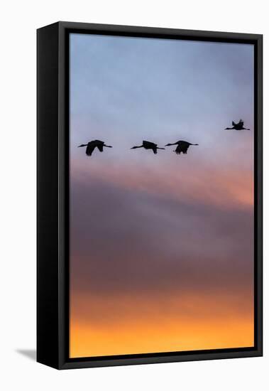 Sandhill Cranes Flying at Sunset, Bosque Del Apache National Wildlife Refuge, New Mexico-Maresa Pryor-Framed Stretched Canvas