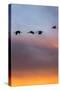 Sandhill Cranes Flying at Sunset, Bosque Del Apache National Wildlife Refuge, New Mexico-Maresa Pryor-Stretched Canvas