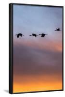 Sandhill Cranes Flying at Sunset, Bosque Del Apache National Wildlife Refuge, New Mexico-Maresa Pryor-Framed Photographic Print