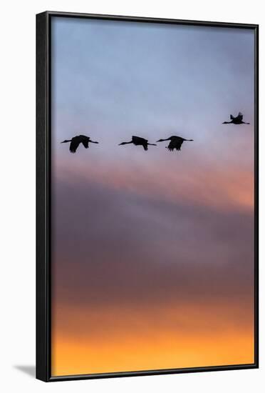 Sandhill Cranes Flying at Sunset, Bosque Del Apache National Wildlife Refuge, New Mexico-Maresa Pryor-Framed Photographic Print