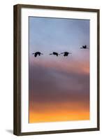 Sandhill Cranes Flying at Sunset, Bosque Del Apache National Wildlife Refuge, New Mexico-Maresa Pryor-Framed Photographic Print