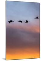 Sandhill Cranes Flying at Sunset, Bosque Del Apache National Wildlife Refuge, New Mexico-Maresa Pryor-Mounted Photographic Print