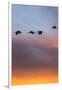 Sandhill Cranes Flying at Sunset, Bosque Del Apache National Wildlife Refuge, New Mexico-Maresa Pryor-Framed Photographic Print