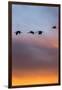 Sandhill Cranes Flying at Sunset, Bosque Del Apache National Wildlife Refuge, New Mexico-Maresa Pryor-Framed Photographic Print