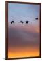 Sandhill Cranes Flying at Sunset, Bosque Del Apache National Wildlife Refuge, New Mexico-Maresa Pryor-Framed Photographic Print