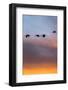 Sandhill Cranes Flying at Sunset, Bosque Del Apache National Wildlife Refuge, New Mexico-Maresa Pryor-Framed Photographic Print