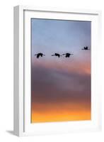 Sandhill Cranes Flying at Sunset, Bosque Del Apache National Wildlife Refuge, New Mexico-Maresa Pryor-Framed Photographic Print