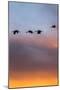 Sandhill Cranes Flying at Sunset, Bosque Del Apache National Wildlife Refuge, New Mexico-Maresa Pryor-Mounted Photographic Print