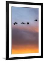 Sandhill Cranes Flying at Sunset, Bosque Del Apache National Wildlife Refuge, New Mexico-Maresa Pryor-Framed Photographic Print