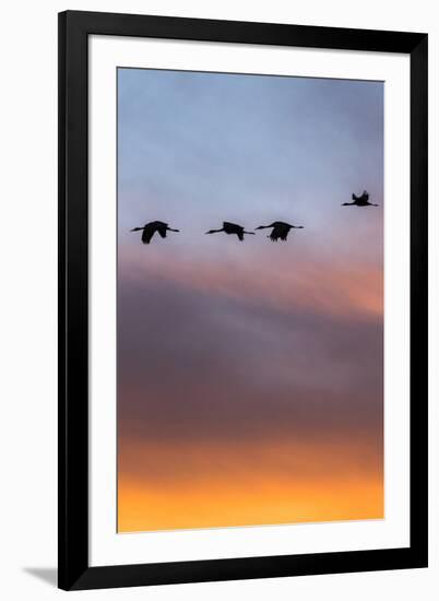 Sandhill Cranes Flying at Sunset, Bosque Del Apache National Wildlife Refuge, New Mexico-Maresa Pryor-Framed Photographic Print