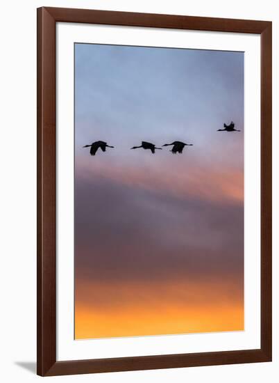 Sandhill Cranes Flying at Sunset, Bosque Del Apache National Wildlife Refuge, New Mexico-Maresa Pryor-Framed Photographic Print