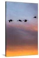 Sandhill Cranes Flying at Sunset, Bosque Del Apache National Wildlife Refuge, New Mexico-Maresa Pryor-Stretched Canvas