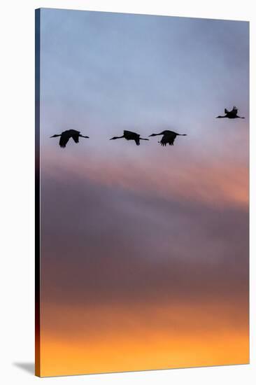 Sandhill Cranes Flying at Sunset, Bosque Del Apache National Wildlife Refuge, New Mexico-Maresa Pryor-Stretched Canvas