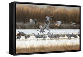 Sandhill Cranes Flying, Bosque Del Apache National Wildlife Refuge, New Mexico-Maresa Pryor-Framed Stretched Canvas