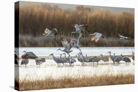 Sandhill Cranes Flying, Bosque Del Apache National Wildlife Refuge, New Mexico-Maresa Pryor-Stretched Canvas