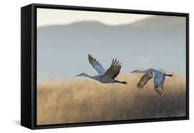Sandhill Cranes Flying, Bosque Del Apache National Wildlife Refuge, New Mexico-Maresa Pryor-Framed Stretched Canvas