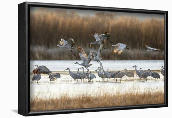 Sandhill Cranes Flying, Bosque Del Apache National Wildlife Refuge, New Mexico-Maresa Pryor-Framed Photographic Print