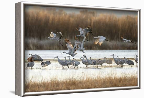 Sandhill Cranes Flying, Bosque Del Apache National Wildlife Refuge, New Mexico-Maresa Pryor-Framed Photographic Print