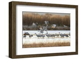 Sandhill Cranes Flying, Bosque Del Apache National Wildlife Refuge, New Mexico-Maresa Pryor-Framed Photographic Print