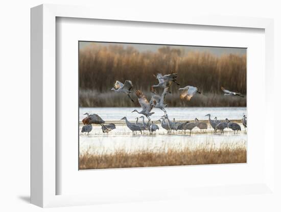 Sandhill Cranes Flying, Bosque Del Apache National Wildlife Refuge, New Mexico-Maresa Pryor-Framed Photographic Print