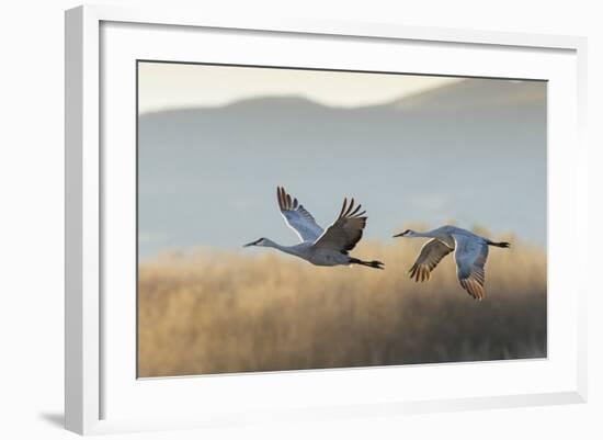 Sandhill Cranes Flying, Bosque Del Apache National Wildlife Refuge, New Mexico-Maresa Pryor-Framed Photographic Print