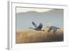 Sandhill Cranes Flying, Bosque Del Apache National Wildlife Refuge, New Mexico-Maresa Pryor-Framed Photographic Print