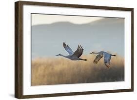 Sandhill Cranes Flying, Bosque Del Apache National Wildlife Refuge, New Mexico-Maresa Pryor-Framed Photographic Print