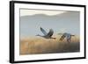 Sandhill Cranes Flying, Bosque Del Apache National Wildlife Refuge, New Mexico-Maresa Pryor-Framed Photographic Print